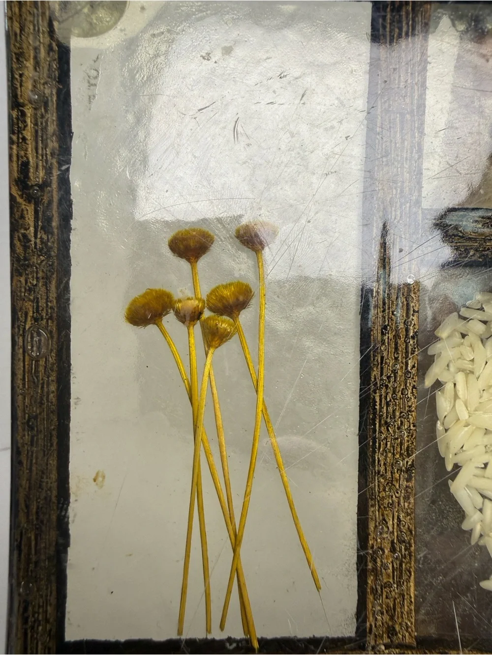 Botanical Glass Panel Wall Decor in Amber and Cream